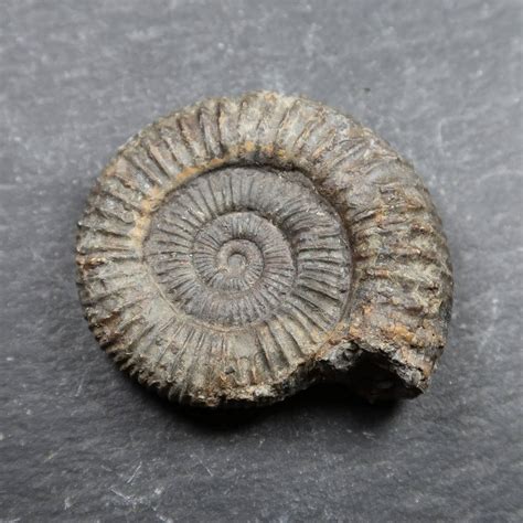 ammonite fossil price.